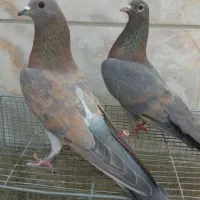 کبوتردمگیرسیمونی به تیغ بدون عیب