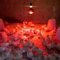 لامپ مادون قرمز/لامپ حرارتی/مادر مصنوعی