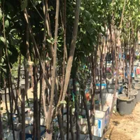 نهال های عاری از بیماری تحت نظر جهاد کشاورزی|خدمات باغبانی و درختکاری|اصفهان, جلوان|دیوار