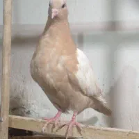 کبوتر جوجه ۶تا