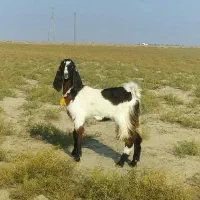 نر و مآده میباشند یک جفت|حیوانات مزرعه|گنبد کاووس, |دیوار