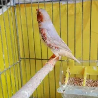فنچ کینگ نر