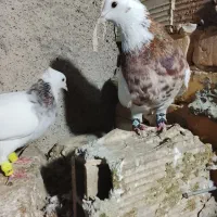 کفتر  طوقی هفرنگ