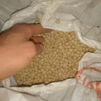 نخود بذر فروشی