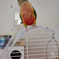 طوطی گرینچیک سبز|پرنده|اصفهان, باغ دریاچه|دیوار