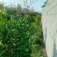 فروش زمین ۴۶۵متری|فروش زمین و ملک کلنگی|شاندرمن, |دیوار