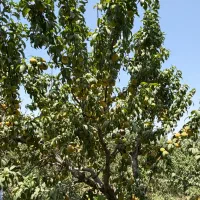 باغ-2000-متری