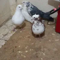 کبوتربگرد|پرنده|کرمانشاه, |دیوار