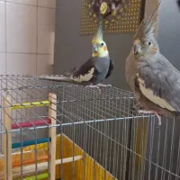 یک جفت عروس هلندی