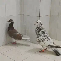 شهرستانی آلمانی سرور آهویی دوکت