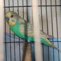 ۲ جفت مرغ عشق مولد رنگ خاص روی تخم با قفس و لوازم|پرنده|اسلام‌شهر, شهرک مصطفی خمینی|دیوار