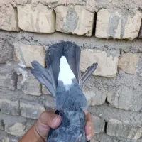 نرماده سیاه سبز پرشی قم|پرنده|قم, آزادگان|دیوار