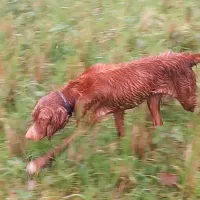 این سگ گم شده