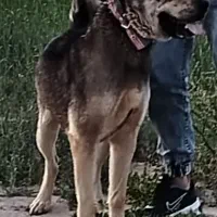 سگ پژدر