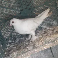 کبوتر قرمز گوز