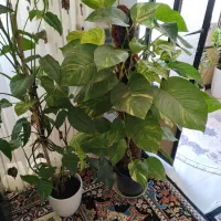 انواع گل با قیمت خوب ب فروش میرسد