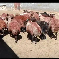 میش آبستن قوچ بره