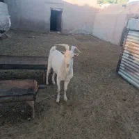 یک عدد نر بز سانن شیشک تازه دندان عوض کرده|حیوانات مزرعه|مشهد, توس (بلوار توس)|دیوار