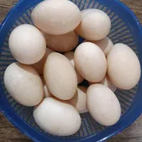 تخم لاری از مولد های دانگ بالا نژاده افغان و ترک