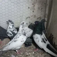 کفتر سینه سار سوسکی