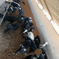 ۳۰ راس گوساله دورگ