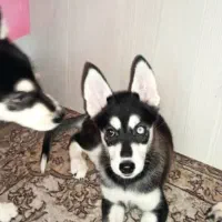 فروش توله سگ با اصل و نسب|سگ|شاهرود, |دیوار