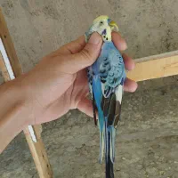 مرغ عشق|پرنده|تهران, سجاد|دیوار