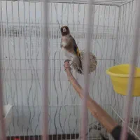 سهره چهارگل نردرشت آروم بخون|پرنده|تایباد, |دیوار