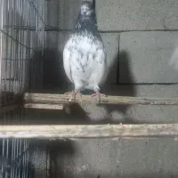 ۲ دو عدد کبوتر کاکولی نر فروشی