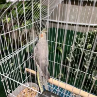 عروس هلندی باقفس|پرنده|تهران, مینای جنوبی|دیوار