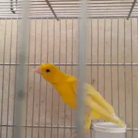 قناری یکسر جیبر دهن قاطی سهره و قناری