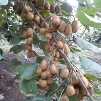 کیوی هایوارد|عمدهفروشی|تالش, هشتپر|دیوار