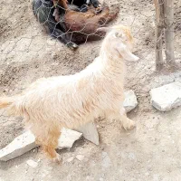 سلام درود یک عدد بیگ نر