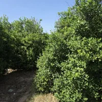فروش باغچه۵۴۵ متری کوی خاطره