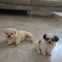 سگمالتیز|سگ|شیراز, انجیر|دیوار