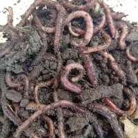 کرم خاکی زنده طعمه ماهیگیری