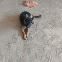 فروش سگ ژرمن|سگ|فولادشهر, B2|دیوار