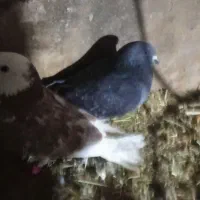 کفتر|پرنده|سیلوانه, |دیوار