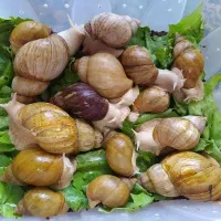 فروش همه سایز حلزون