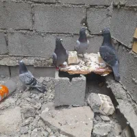 پلاکی|پرنده|بندر ماهشهر, |دیوار