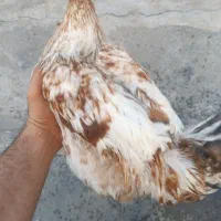 خروس دو رگه|حیوانات مزرعه|سنندج, |دیوار