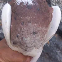 ۲ عدد نر|پرنده|زیباشهر, |دیوار