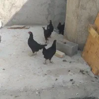 نیمچه مرغ