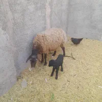 ده راس میش جوان عالی