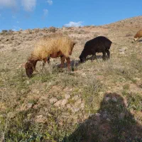 میش بره دار