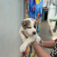 توله آلابای