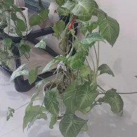 گلهای آپارتمانی  سالم و سر حال با قیمت مناسب