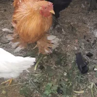 خروس برهما جوان|حیوانات مزرعه|قم, شهرک امام حسن|دیوار