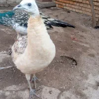 تعدادی طاووس. نر وماده جوانه مصری وهندی|پرنده|گنبد کاووس, |دیوار