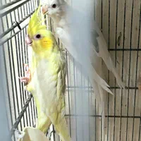 طوطی عروس دوکت از نژادهای خاص و فوق‌العاده زیبا|پرنده|ساری, |دیوار